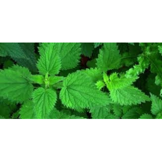 Ortie – feuille