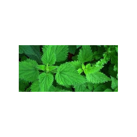 Ortie – feuille