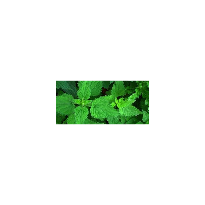 Ortie – feuille