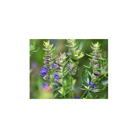 Hysope – sommité fleurie