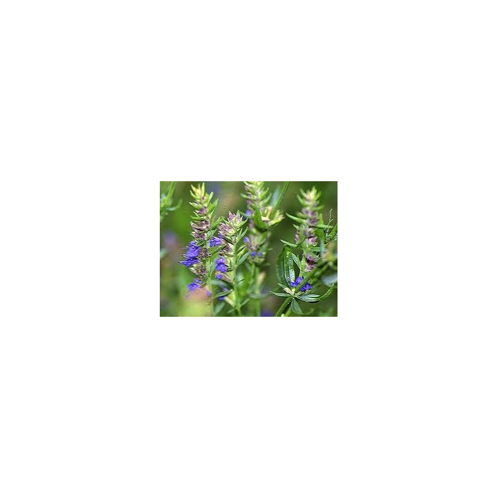 Hysope – sommité fleurie