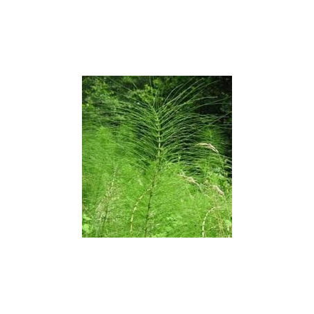 Prêle - sommité