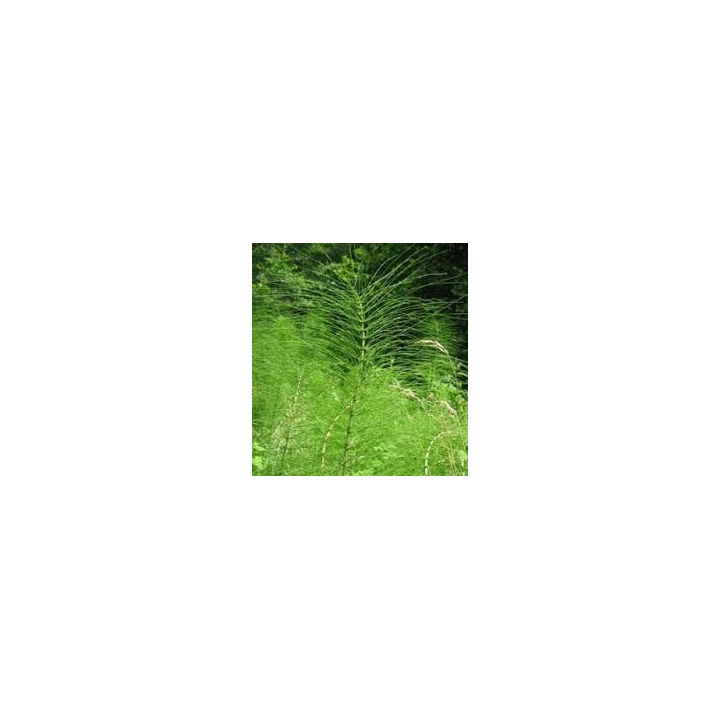 Prêle - sommité