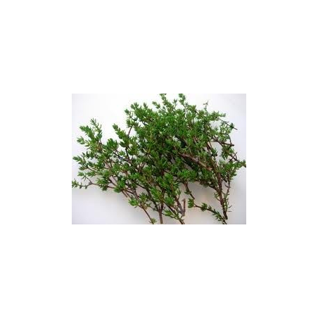 Thym – feuille