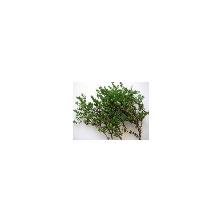 Thym – feuille